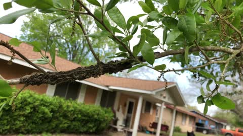 Caterpillars....caterpillars dancing on a tree limb