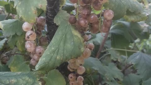 White currants are overripe