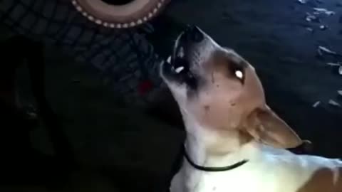 Singing a song is dogs