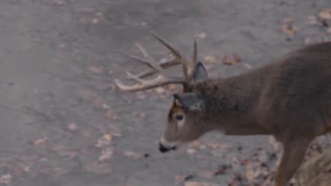 BIG Minnesota stud on the ground this week on the Outdoor Channel !