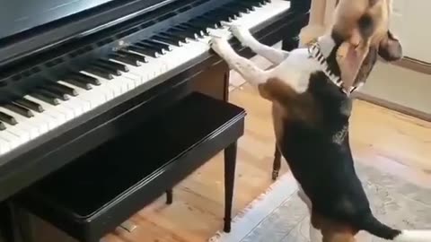 The pianist dog