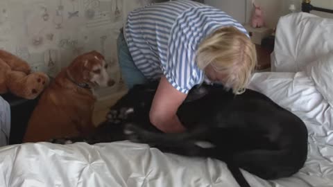 Dogs Behaving Very Badly-