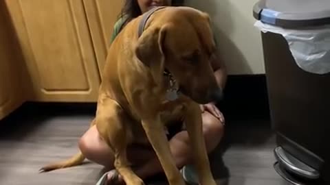 Dog love to owner