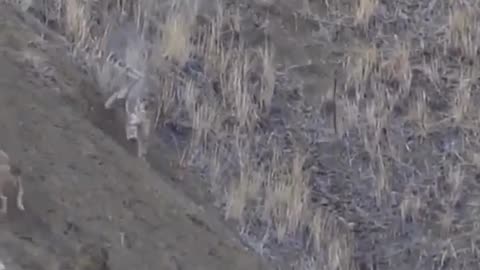 snow leopard HUNTING #snowleopards #hunting