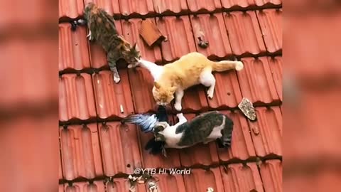 Three cats catch pigeon