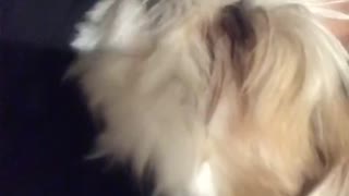 Puppy afraid of thunder