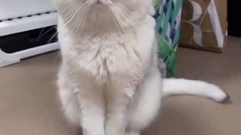 funnycat