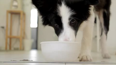 a dog drinks water hh