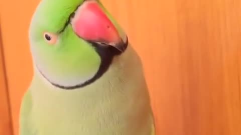 A parrot knocks on a door and answers, “Meeeeeen.”