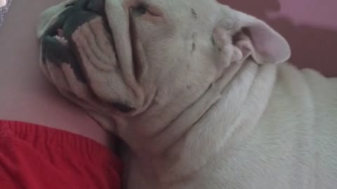 It's a good thing this deaf Bulldog can't hear herself snore!
