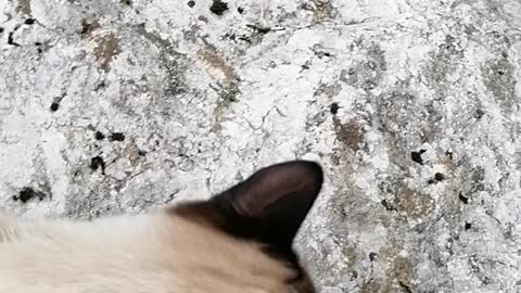 Cat exploring the river