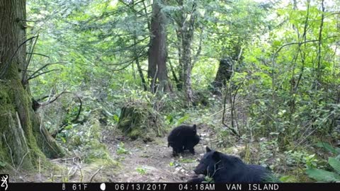 Mother and Baby Bears Playing and Eating