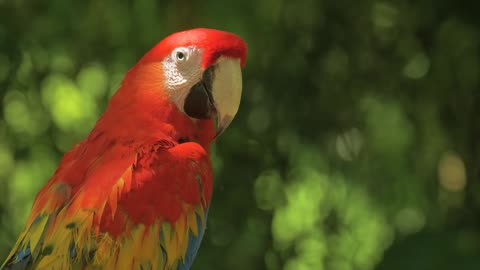 Amazing Parrots Special Collection in 8K HDR 60FPS VIDEO ULTRA HD