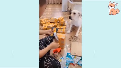 You can't stop laughing😹 Funny DOG Videos compilation 2021 😂🐶 #funnydogs #