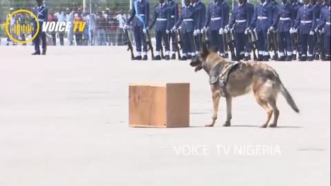 Brilliant Security performance by Nigeria Airforce dogs