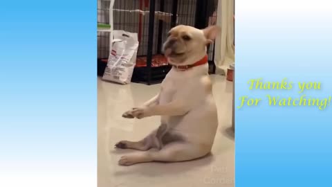dogs amaizing funny video