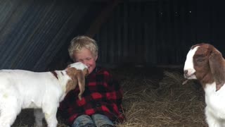 Goat Kid Wants His Human Friend To Come Play