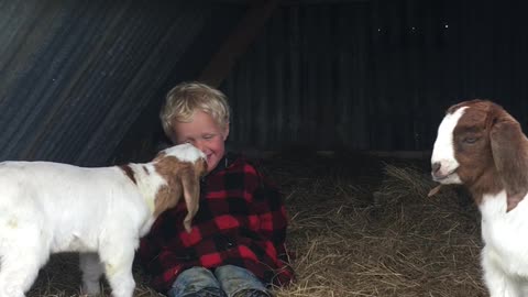 Goat Kid Wants His Human Friend To Come Play