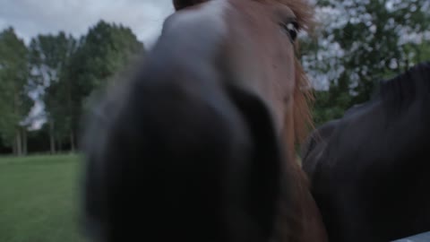 HORSES CLOSE UP