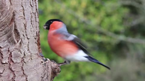 Male Bullfinch