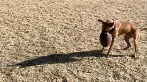 Athletic dog literally catches football with her paws