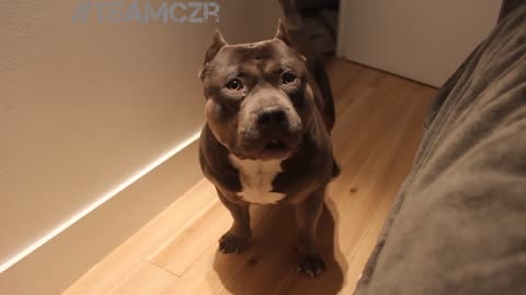 Cute Pitbull answers his owner question !!!