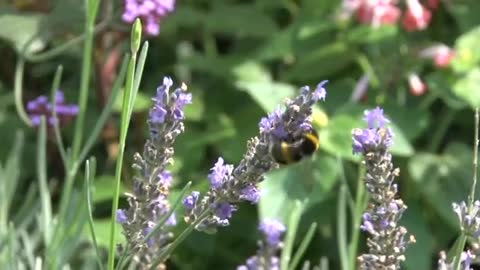 Close Up Footage Of Bee Pollinating Flowers