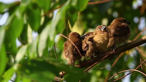 Group of birds resting in a tree - With beautiful music