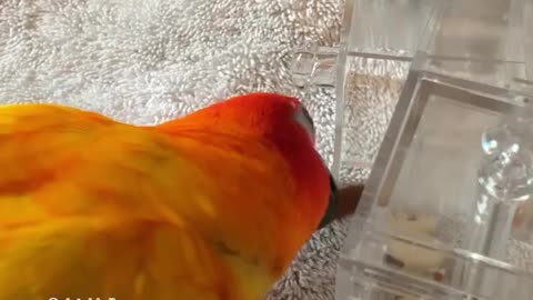 Parrot Gets Frustrated At Toy
