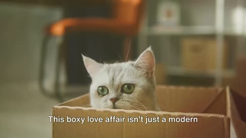 Why Do Cats Like Boxes ?