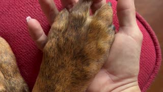 Dog Returns Hand Holding Squeeze