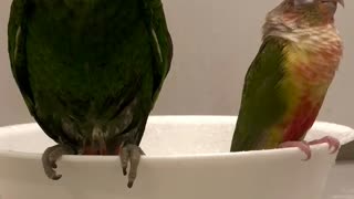 Mentor parrot teaches how to take a shower