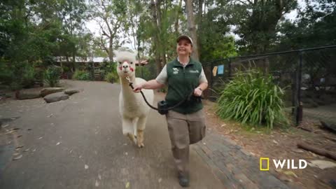 Alpaca Herd Goes for a Walk | Secrets of the Zoo: Down Under