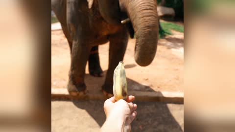 Elephant catched A Banana