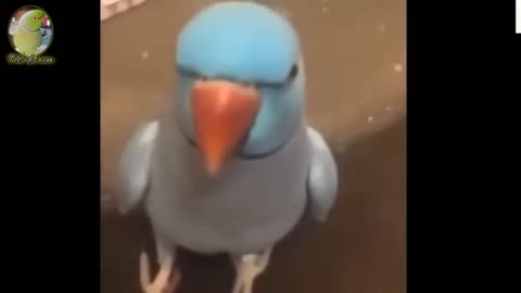 Funny Birds