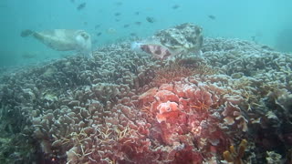 Underwater Encounter with Group of Cuttlefish