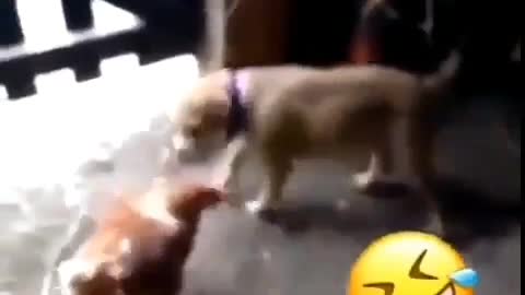 chiken vs dog funny