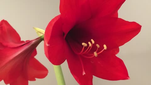 Growing amaryllis