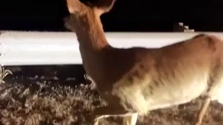 Man Coaxes Confused Deer Against Crossing Highway