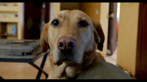 Portrait of a well behaved yellow or golden labrador retriever dog