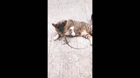 Cat Vs Lizard 🤣 Very Funny Clips Video cute Fight