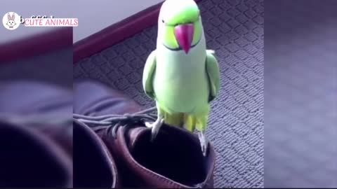 Funny parrots Videos