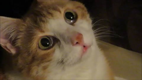 Cute cat face is definitely meme-worthy!