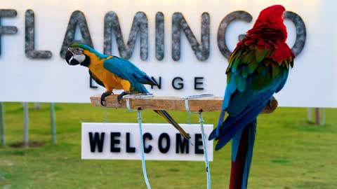 Parrots enjoy outside