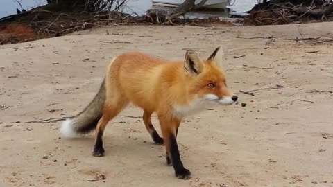 Wild fox casually approaches humans for food