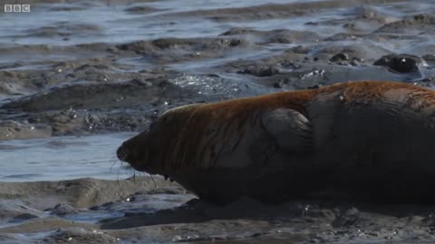 Wild Seals in the Thames | Unexpected Wilderness | BBC Earth