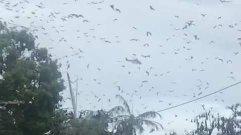 Rescue Chopper Failed to Land Due to Swarm of Bats