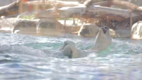 a polar bear swimming at the zoo