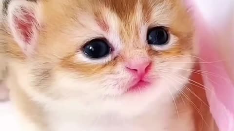 Cat Meowing🌹🐈🐈🌹|Cat Sound| Cute Cat Videos #shorts #cat #cats #dog #puppy #catlover #catfunnyshorts