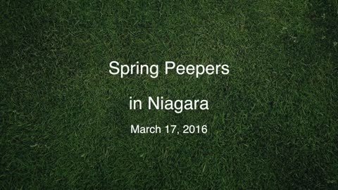 Spring Peeper Frogs 2016